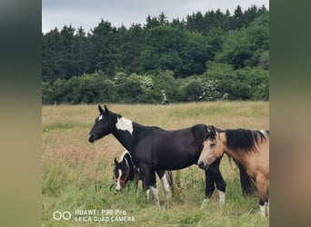 Paint Horse Mix, Wallach, 3 Jahre, 160 cm
