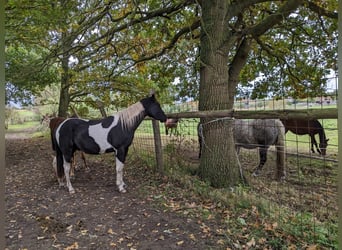 Paint Horse, Wallach, 3 Jahre, 160 cm, Schecke