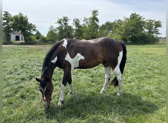 Paint Horse, Wallach, 3 Jahre, Brauner