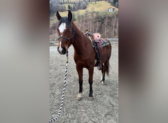 Paint Horse, Wallach, 3 Jahre