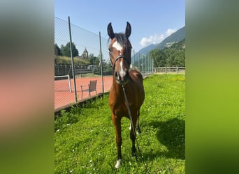 Paint Horse, Wallach, 3 Jahre