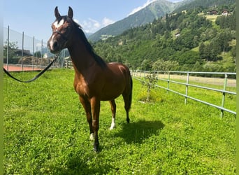 Paint Horse, Wallach, 3 Jahre