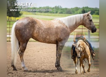 Paint Horse, Wallach, 4 Jahre, 142 cm, Palomino