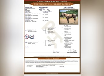 Paint Horse, Wallach, 4 Jahre, 142 cm, Palomino