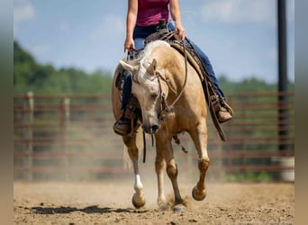 Paint Horse, Wallach, 4 Jahre, 142 cm, Palomino