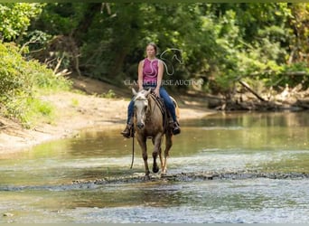 Paint Horse, Wallach, 4 Jahre, 142 cm, Palomino