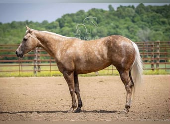 Paint Horse, Wallach, 4 Jahre, 142 cm, Palomino