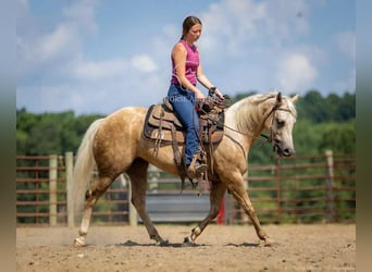 Paint Horse, Wallach, 4 Jahre, 142 cm, Palomino