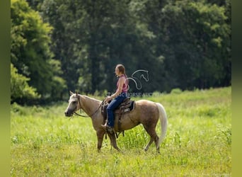 Paint Horse, Wallach, 4 Jahre, 142 cm, Palomino