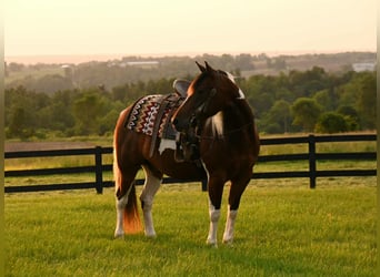 Paint Horse, Wallach, 4 Jahre, 142 cm, Tobiano-alle-Farben