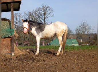 Paint Horse, Wallach, 4 Jahre, 145 cm, Tobiano-alle-Farben