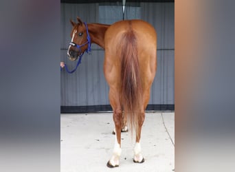 Paint Horse, Wallach, 4 Jahre, 147 cm, Rotfuchs