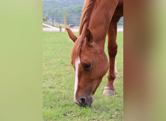 Paint Horse, Wallach, 4 Jahre, 147 cm, Rotfuchs