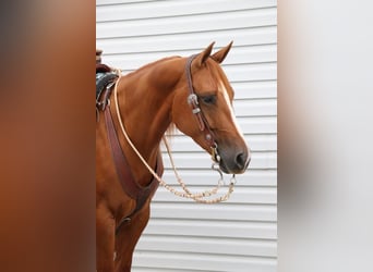 Paint Horse, Wallach, 4 Jahre, 147 cm, Rotfuchs
