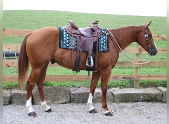 Paint Horse, Wallach, 4 Jahre, 147 cm, Rotfuchs