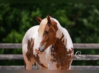 Paint Horse Mix, Wallach, 4 Jahre, 147 cm