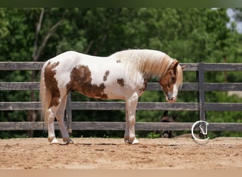 Paint Horse Mix, Wallach, 4 Jahre, 147 cm