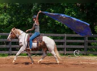 Paint Horse Mix, Wallach, 4 Jahre, 147 cm