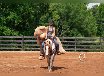 Paint Horse Mix, Wallach, 4 Jahre, 147 cm