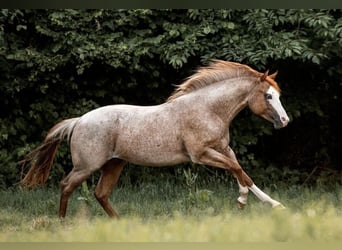 Paint Horse, Wallach, 4 Jahre, 148 cm, Roan-Red