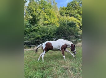 Paint Horse, Wallach, 4 Jahre, 148 cm, Schecke