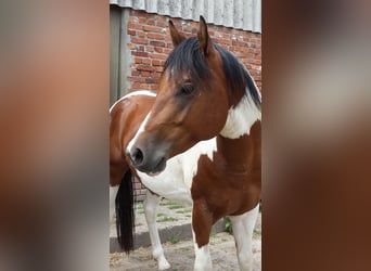 Paint Horse, Wallach, 4 Jahre, 148 cm, Tobiano-alle-Farben