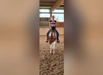 Paint Horse, Wallach, 4 Jahre, 148 cm, Tobiano-alle-Farben