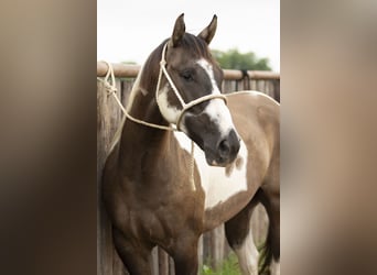Paint Horse, Wallach, 4 Jahre, 150 cm, Grullo