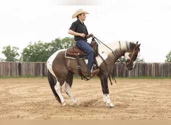 Paint Horse, Wallach, 4 Jahre, 150 cm, Grullo