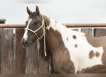 Paint Horse, Wallach, 4 Jahre, 150 cm, Grullo