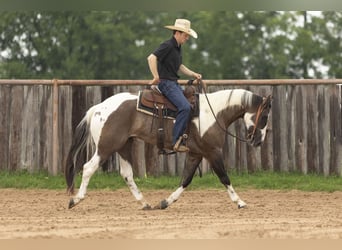 Paint Horse, Wallach, 4 Jahre, 150 cm, Grullo