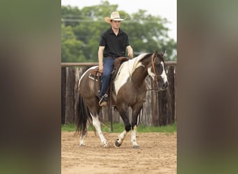 Paint Horse, Wallach, 4 Jahre, 150 cm, Grullo