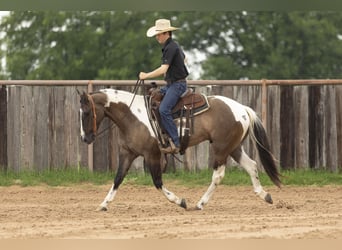 Paint Horse, Wallach, 4 Jahre, 150 cm, Grullo