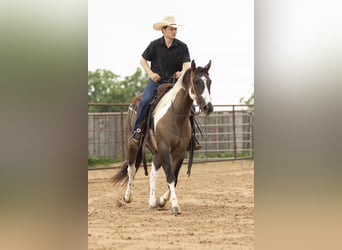 Paint Horse, Wallach, 4 Jahre, 150 cm, Grullo