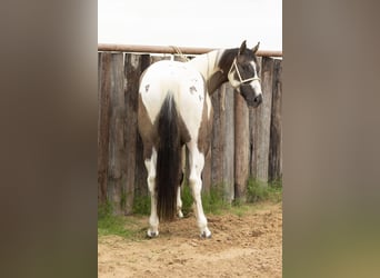 Paint Horse, Wallach, 4 Jahre, 150 cm, Grullo