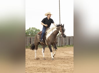 Paint Horse, Wallach, 4 Jahre, 150 cm, Grullo
