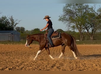 Paint Horse, Wallach, 4 Jahre, 150 cm, Rotfuchs