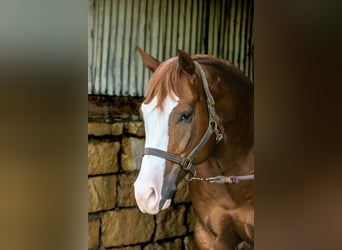 Paint Horse, Wallach, 4 Jahre, 150 cm, Rotfuchs