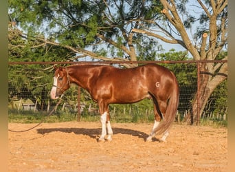 Paint Horse, Wallach, 4 Jahre, 150 cm, Rotfuchs