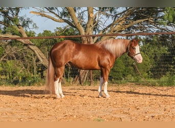 Paint Horse, Wallach, 4 Jahre, 150 cm, Rotfuchs