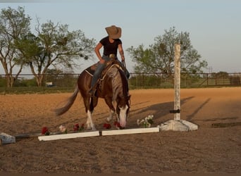 Paint Horse, Wallach, 4 Jahre, 150 cm, Rotfuchs