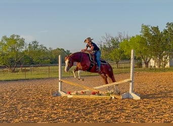 Paint Horse, Wallach, 4 Jahre, 150 cm, Rotfuchs