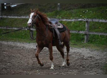 Paint Horse, Wallach, 4 Jahre, 150 cm, Rotfuchs