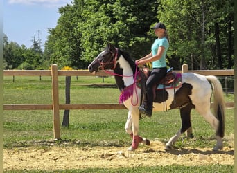 Paint Horse Mix, Wallach, 4 Jahre, 150 cm, Schecke