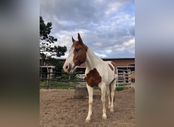 Paint Horse, Wallach, 4 Jahre, 150 cm, Tobiano-alle-Farben