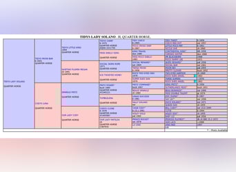 Paint Horse, Wallach, 4 Jahre, 151 cm