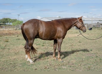 Paint Horse, Wallach, 4 Jahre, 152 cm, Dunkelfuchs