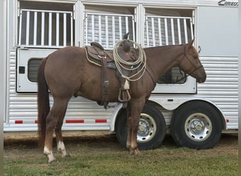 Paint Horse, Wallach, 4 Jahre, 152 cm, Dunkelfuchs