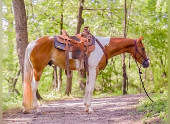 Paint Horse, Wallach, 4 Jahre, 152 cm, Palomino