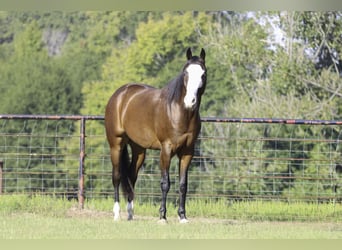 Paint Horse, Wallach, 4 Jahre, 152 cm, Rotbrauner